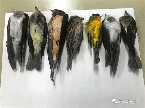 一直看到死掉的鳥